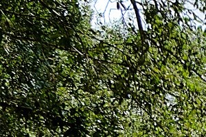 Arbor Lakes Entrance Gated Sanford Orlando Florida